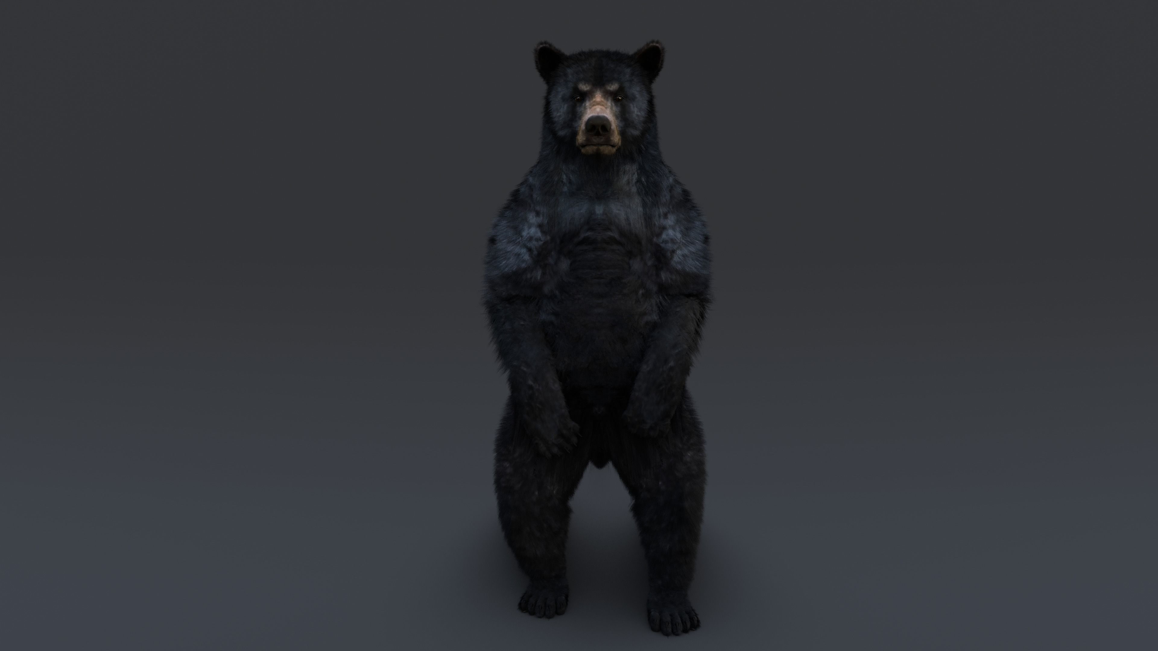 Black Bear 3D model_7