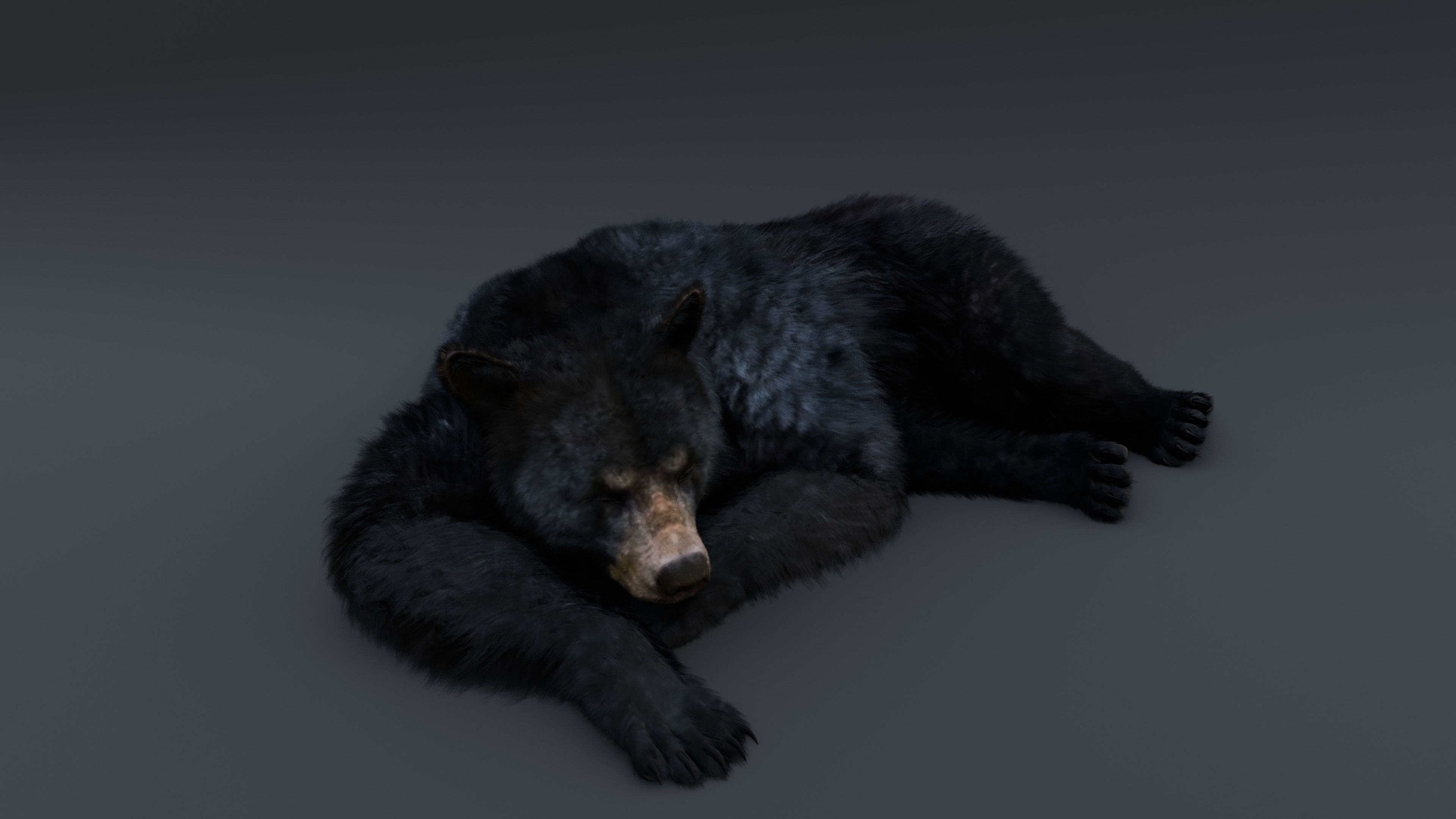 Black Bear 3D model_8