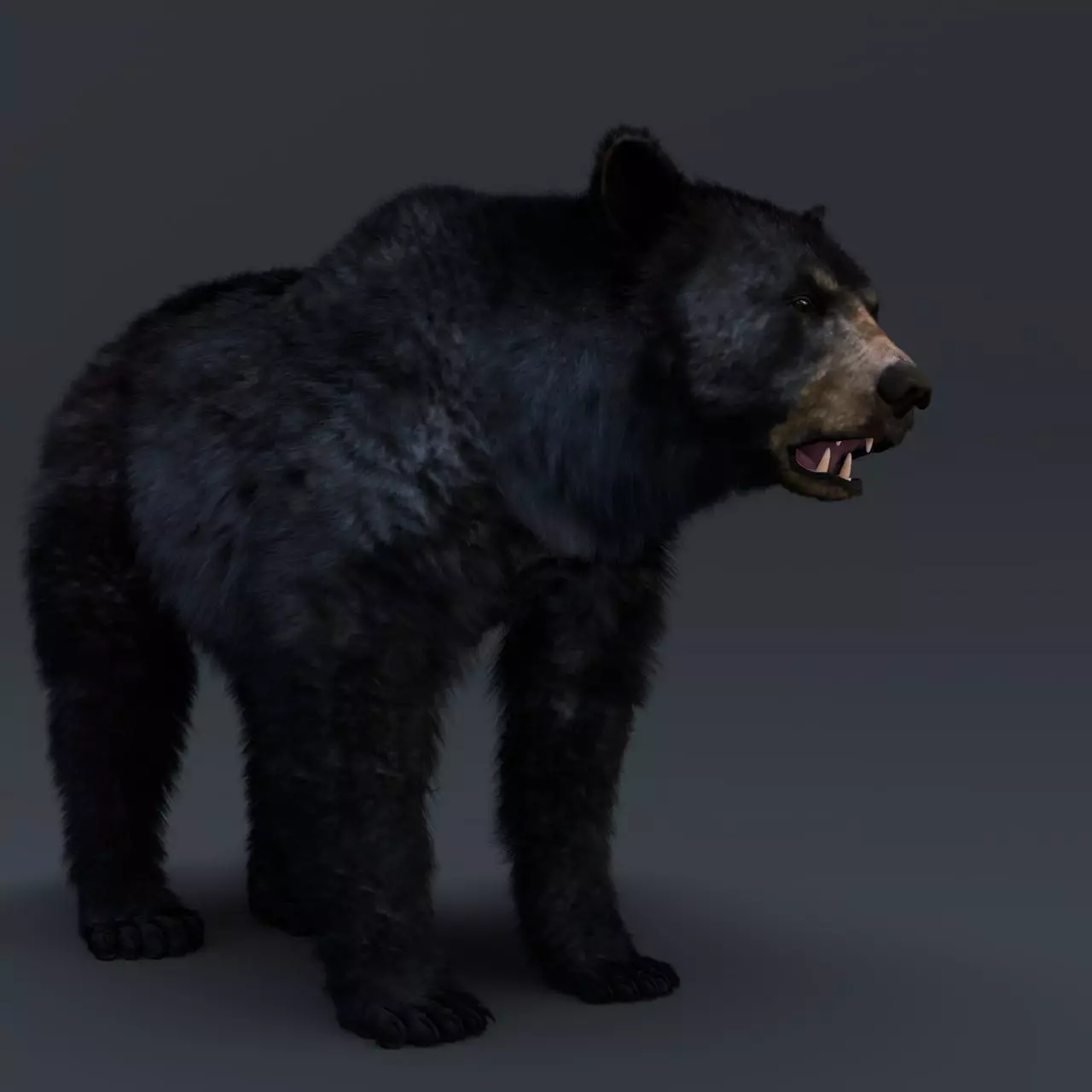 Black Bear 3D model_0