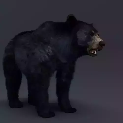 Black Bear 3D model