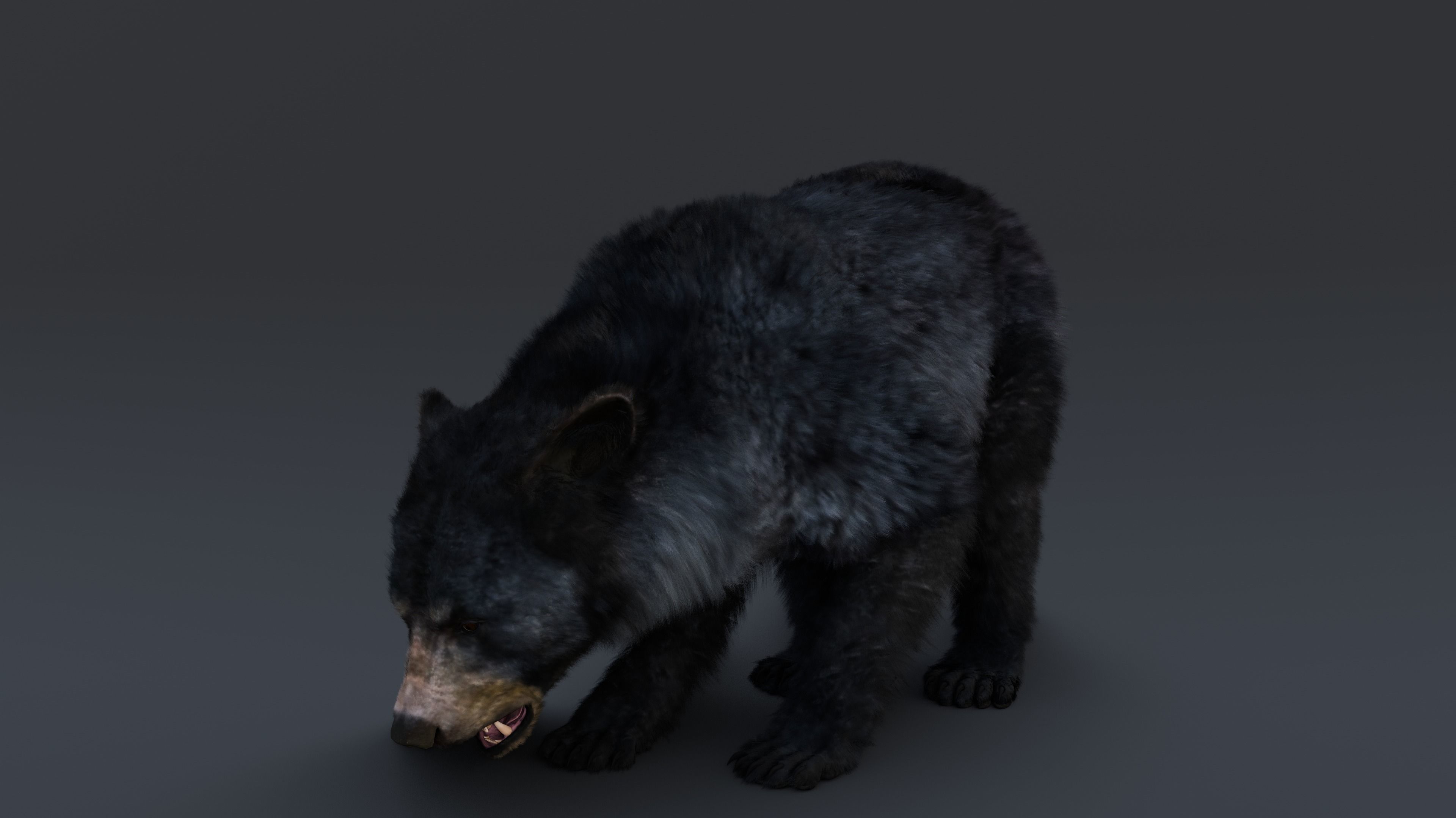 Black Bear 3D model_18