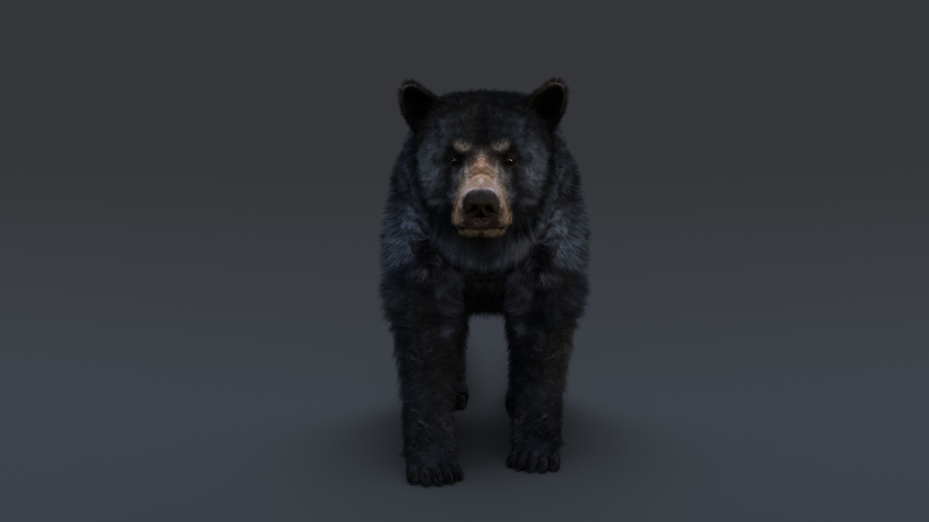 Black Bear 3D model_19