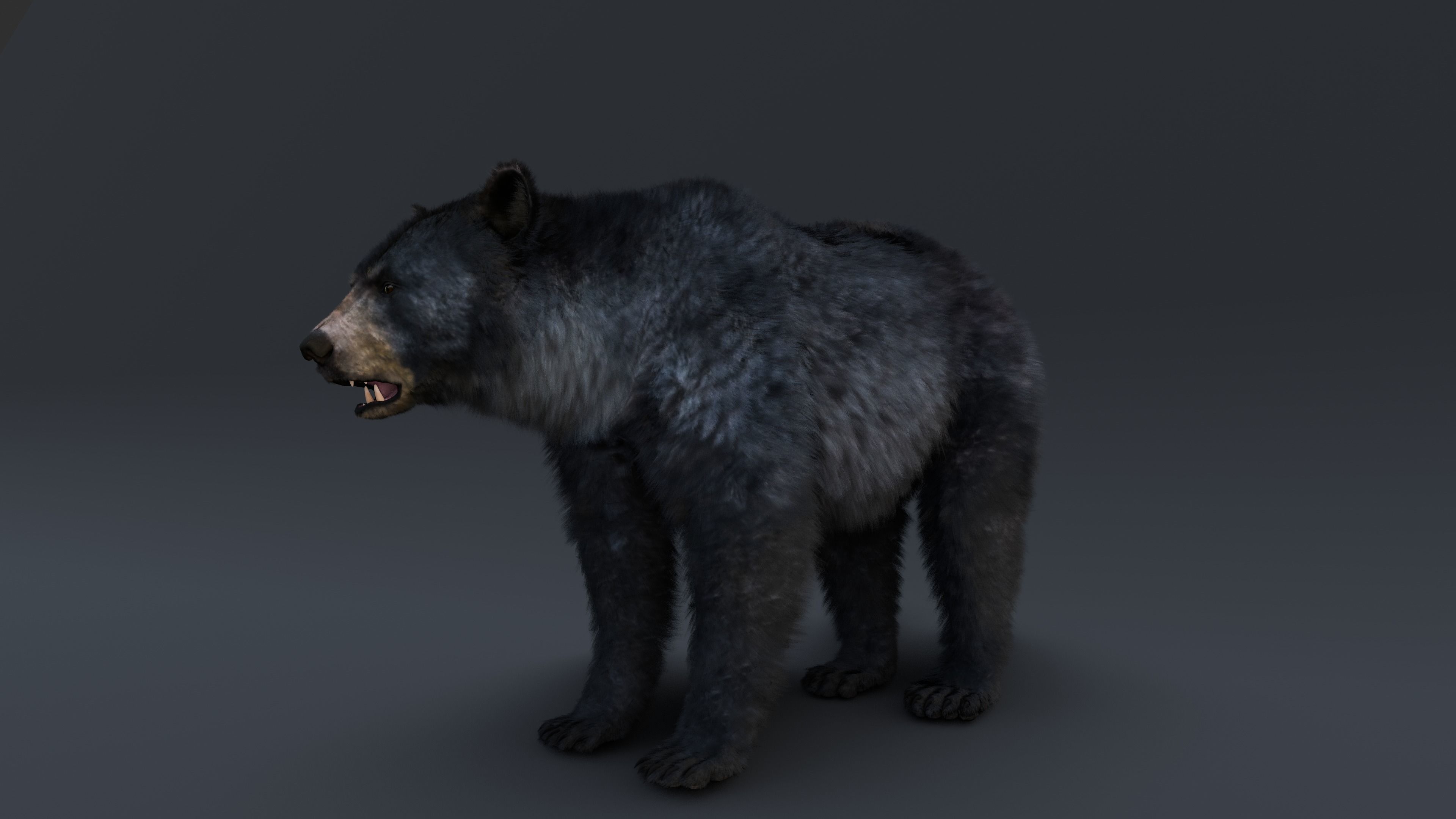 Black Bear 3D model_9
