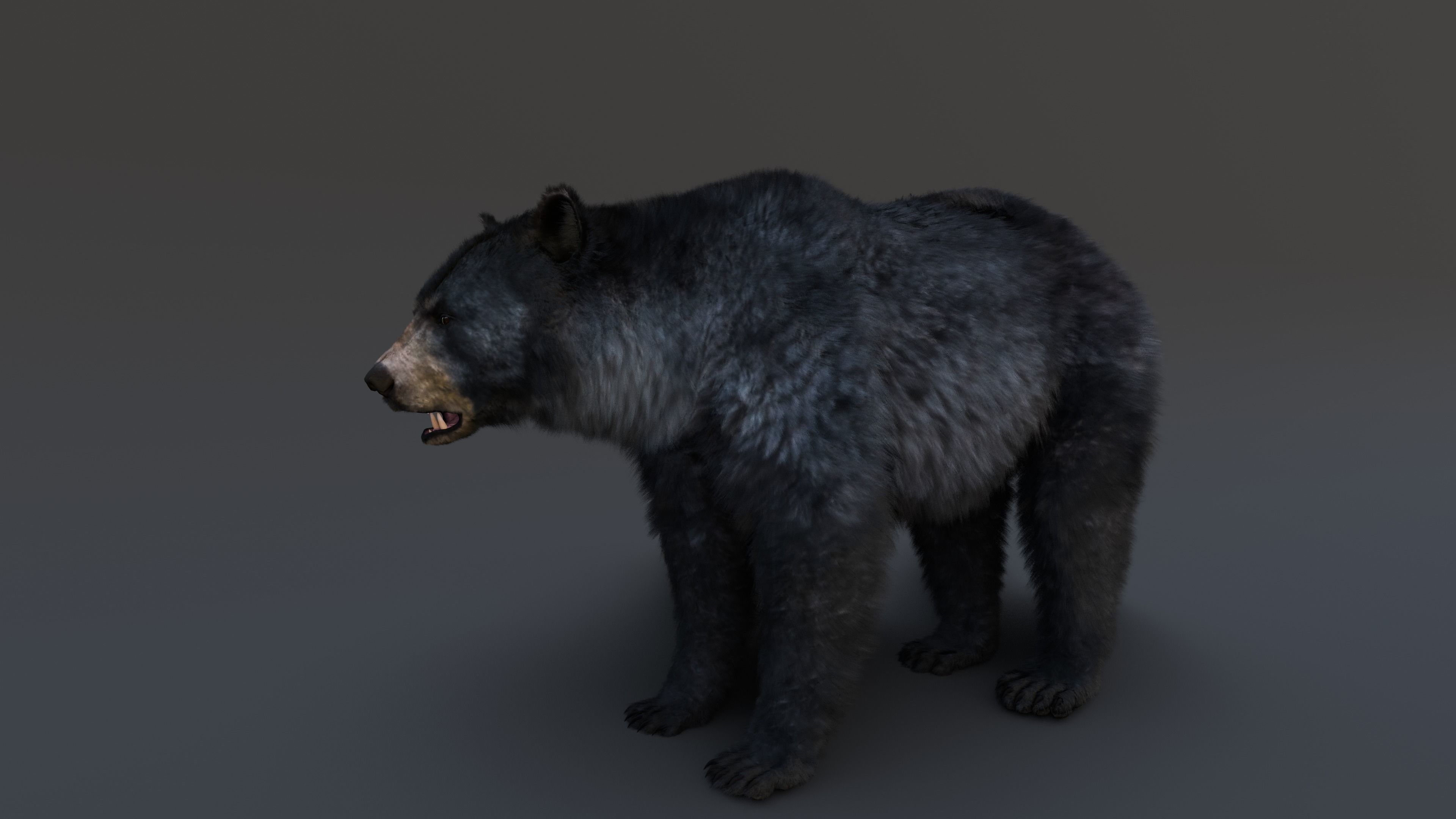 Black Bear 3D model_16