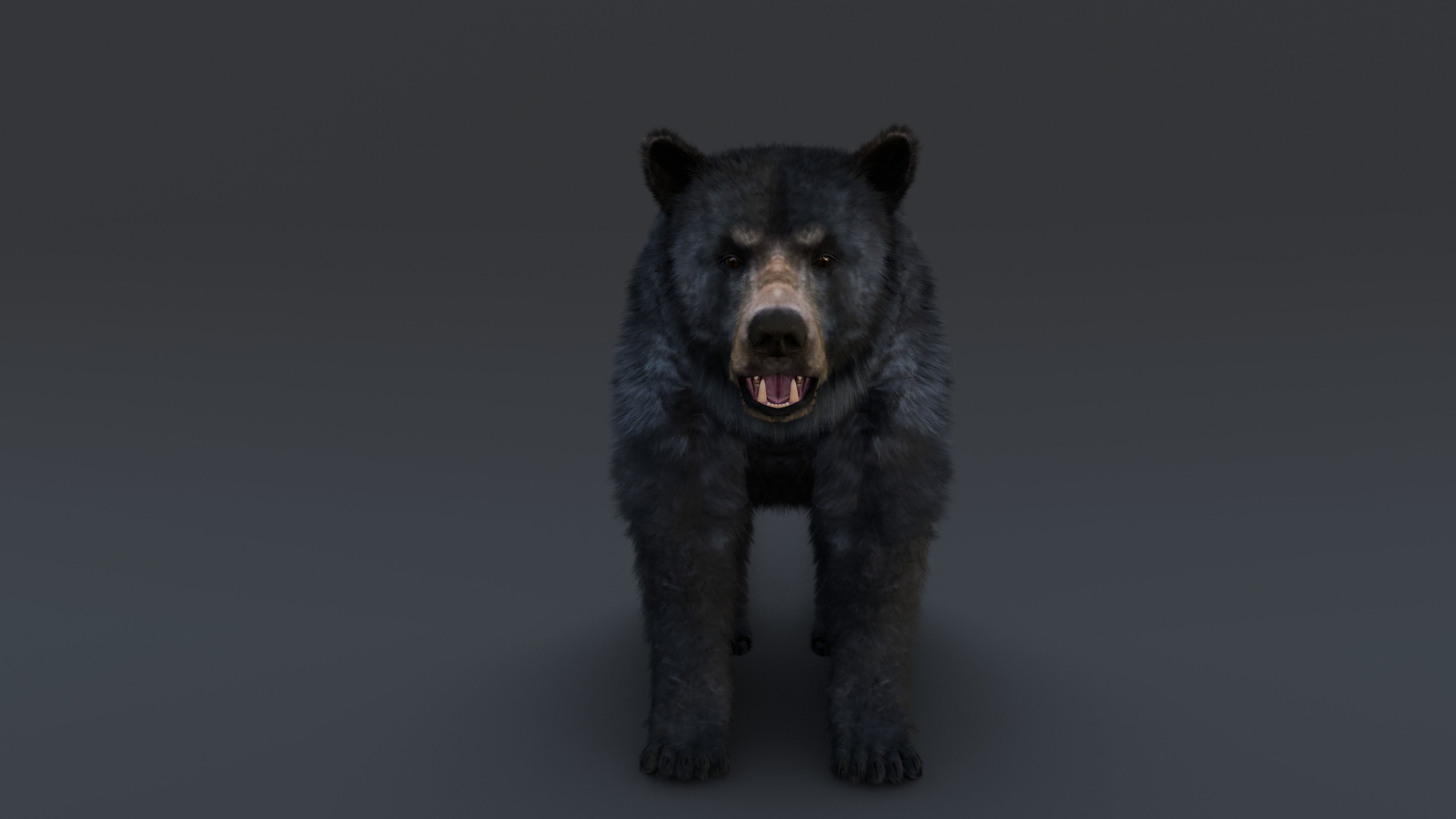 Black Bear 3D model_6