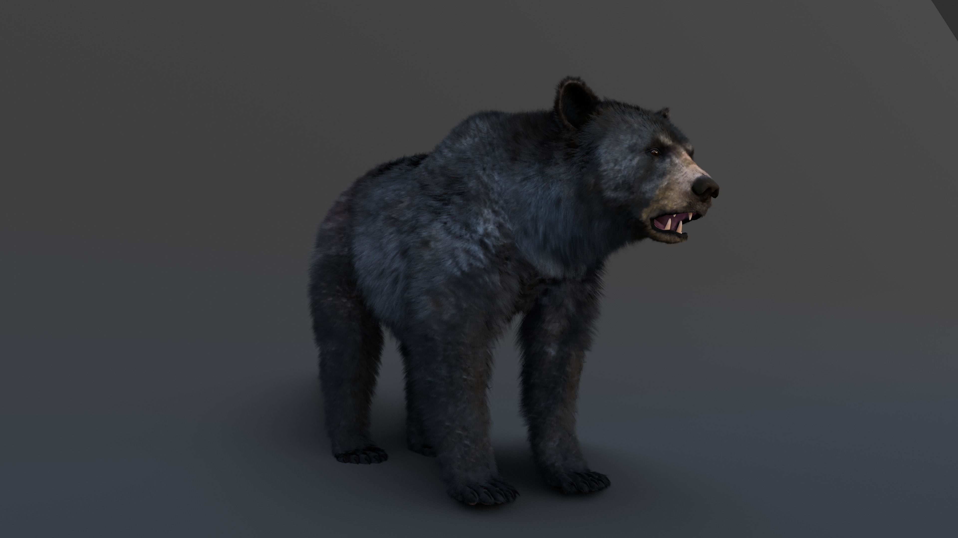Black Bear 3D model_22