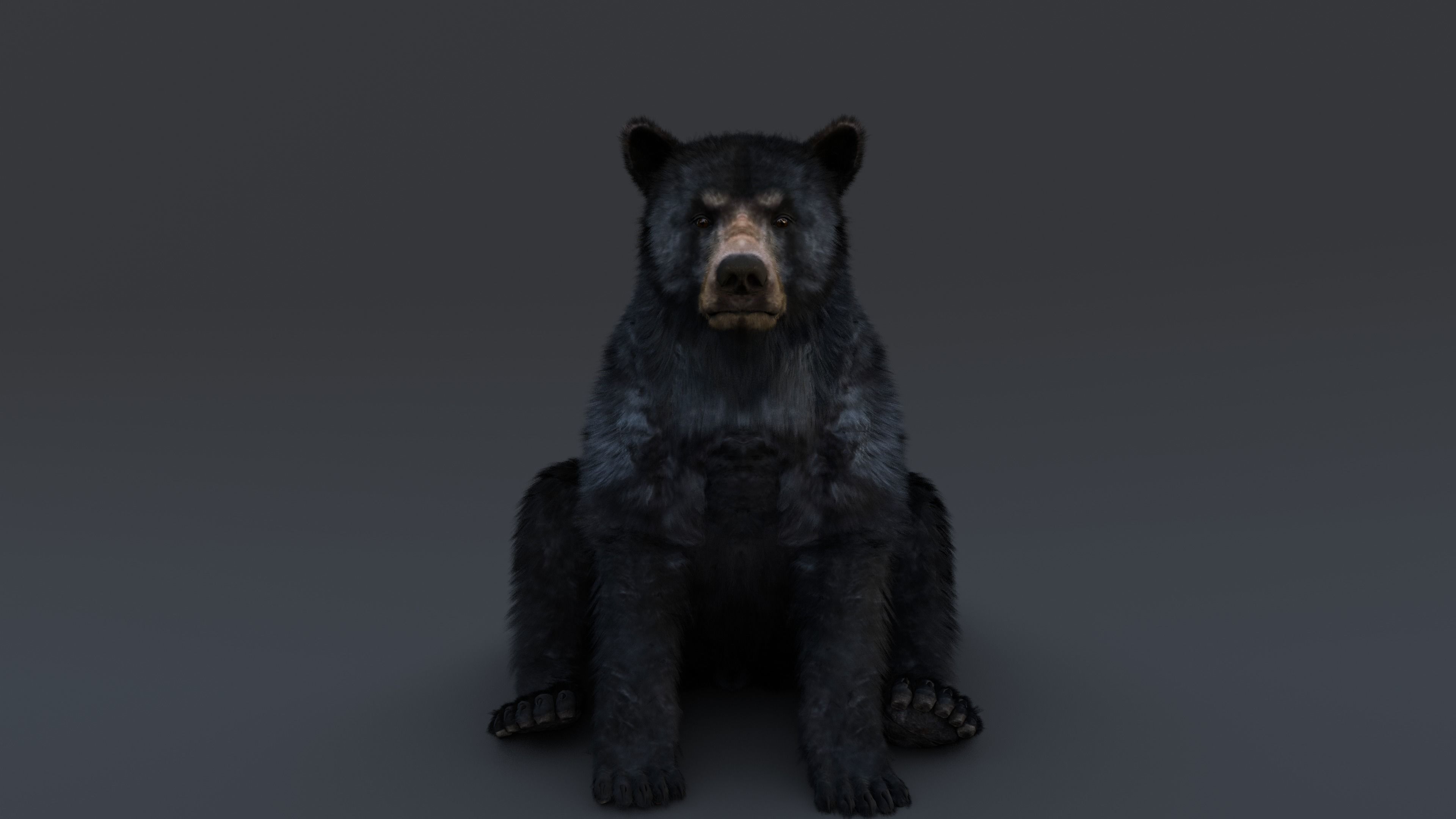 Black Bear 3D model_21