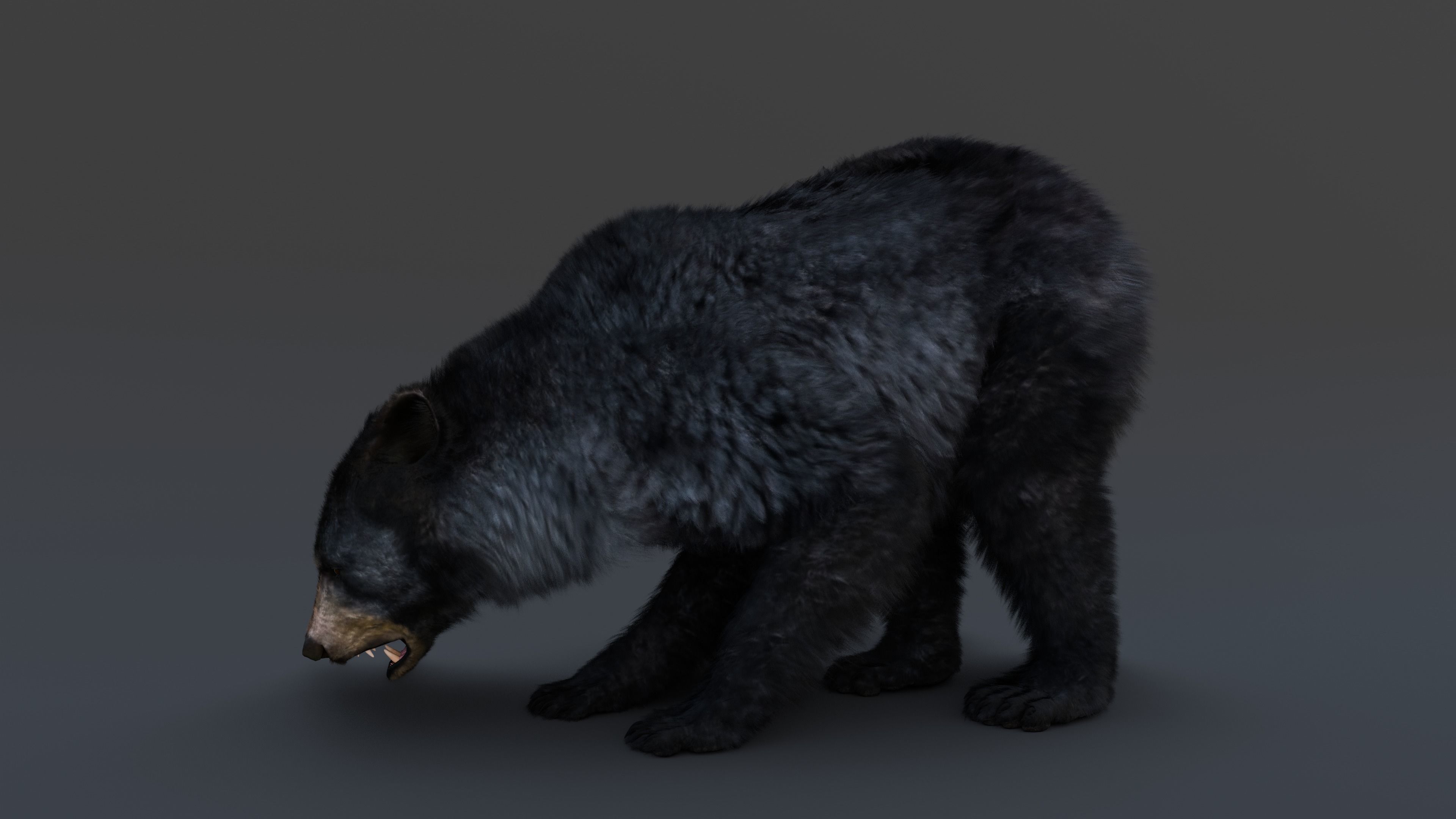 Black Bear 3D model_17