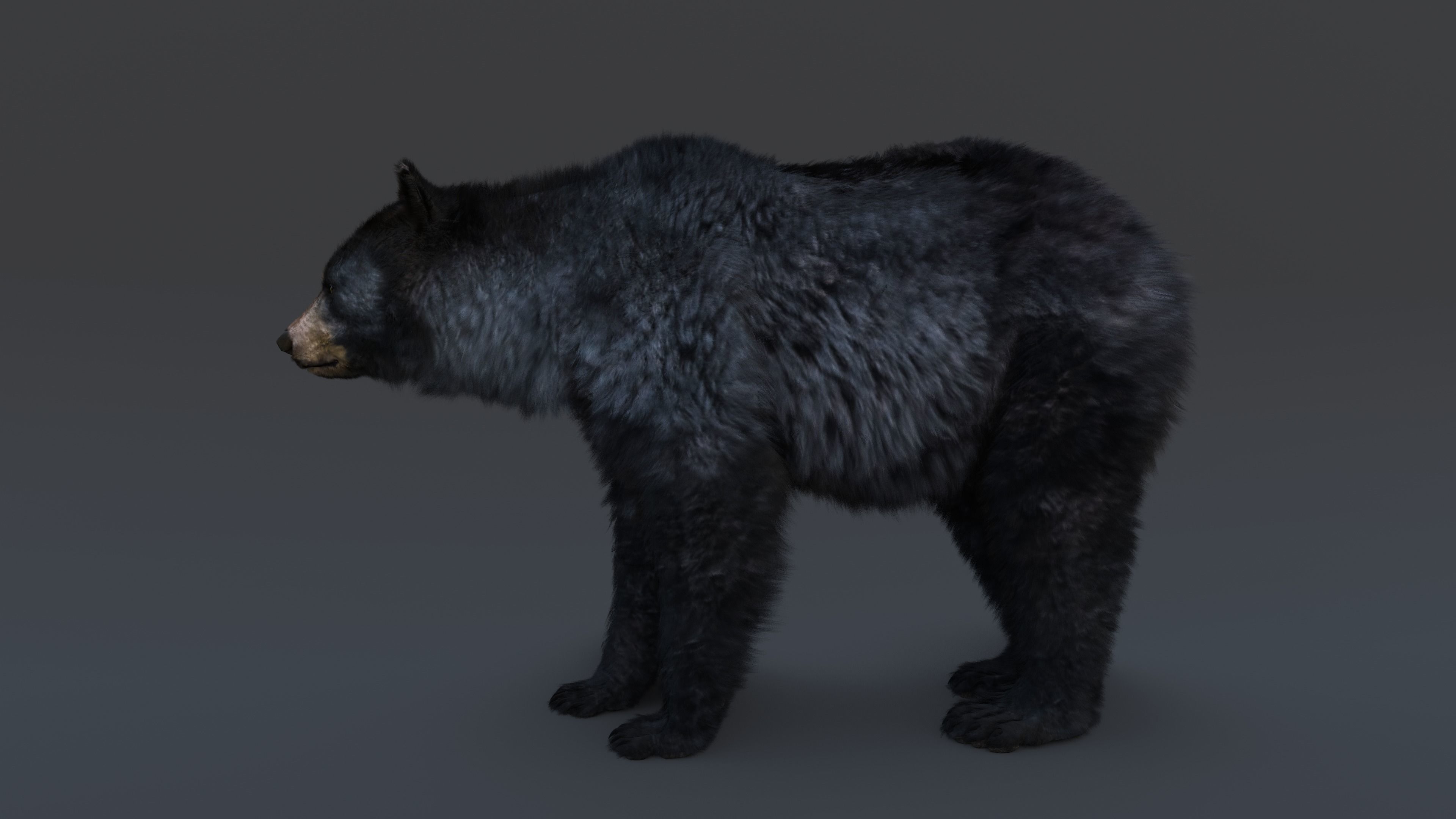 Black Bear 3D model_15