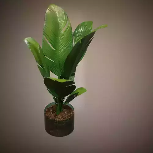 Banana plant in a glass pot 