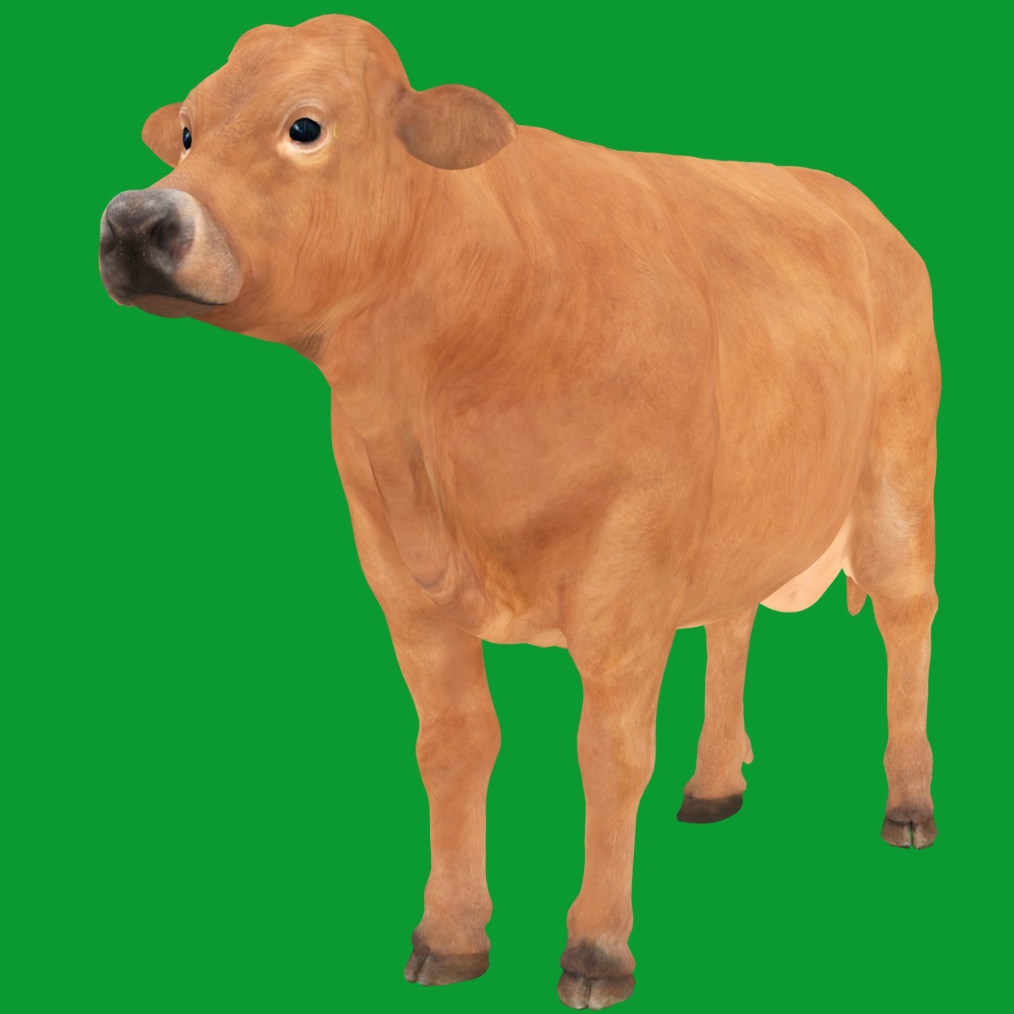 Jersey Cattle Low-poly 3D model_21