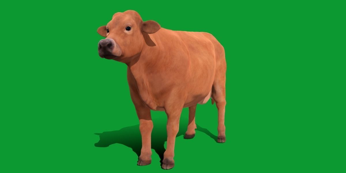 Jersey Cattle Low-poly 3D model_29