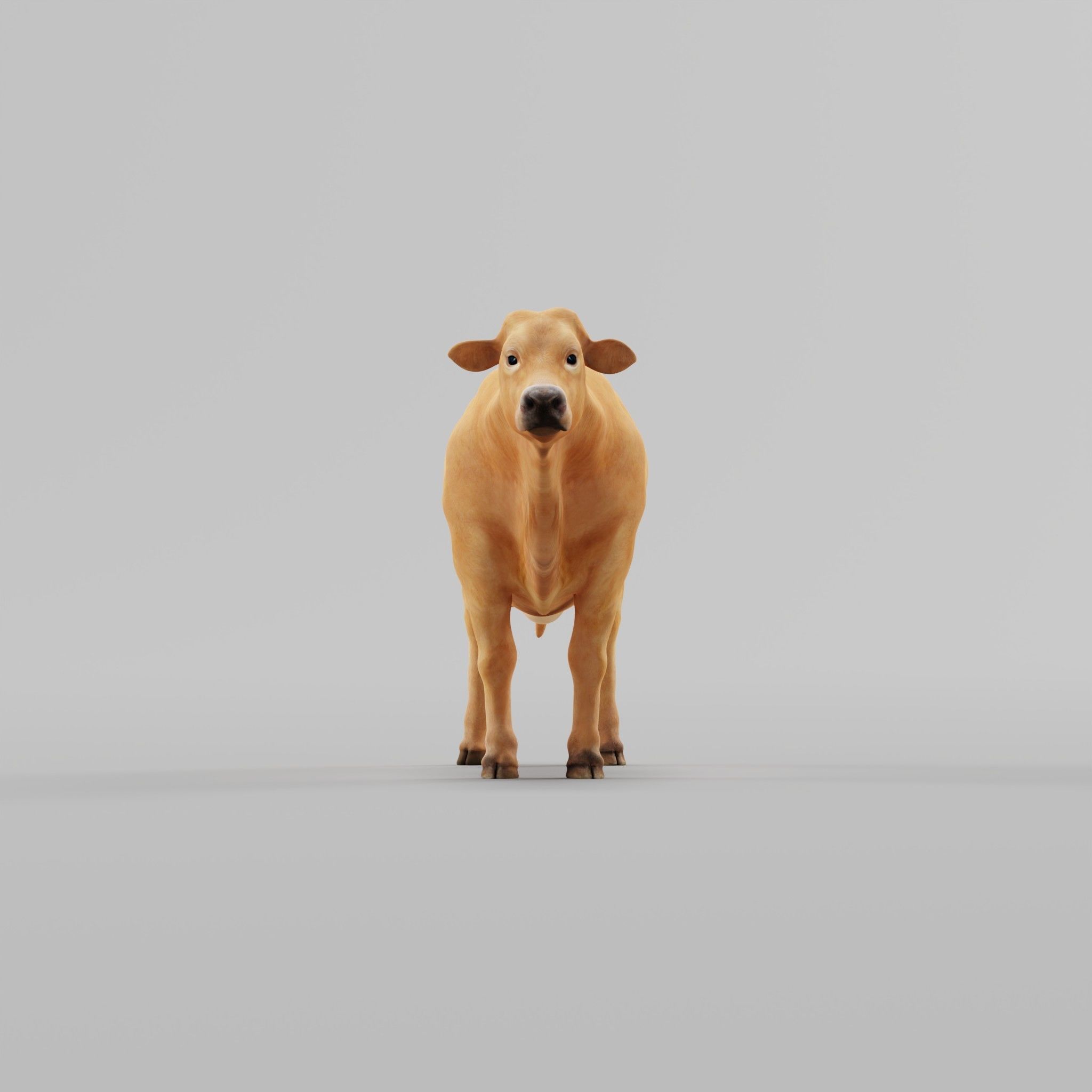 Jersey Cattle Low-poly 3D model_35