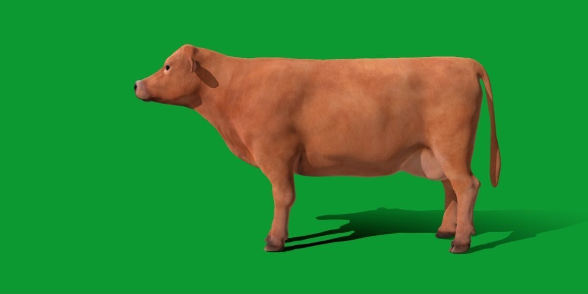 Jersey Cattle Low-poly 3D model_27