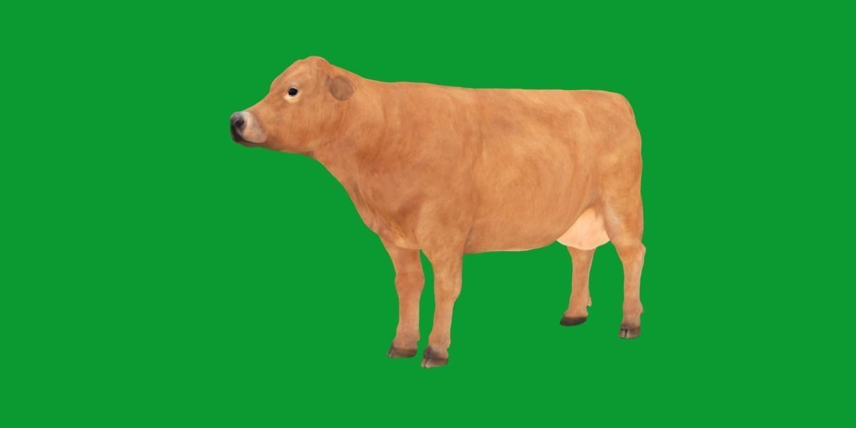 Jersey Cattle Low-poly 3D model_26