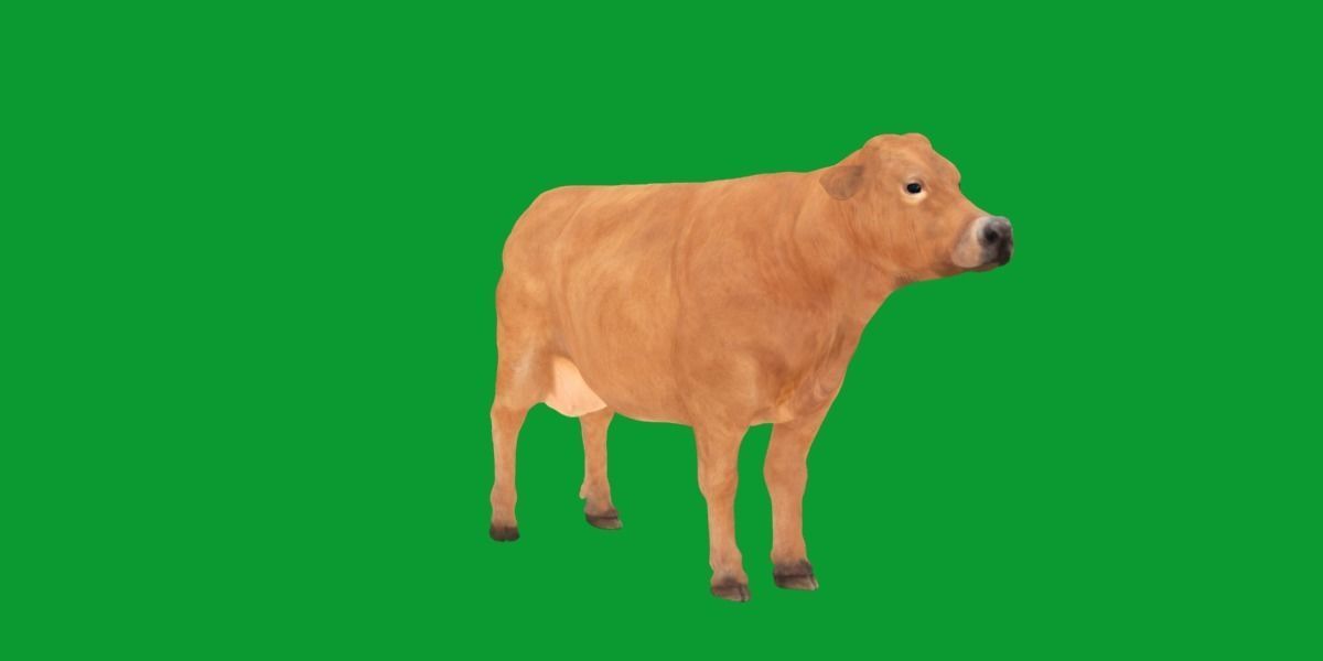 Jersey Cattle Low-poly 3D model_9