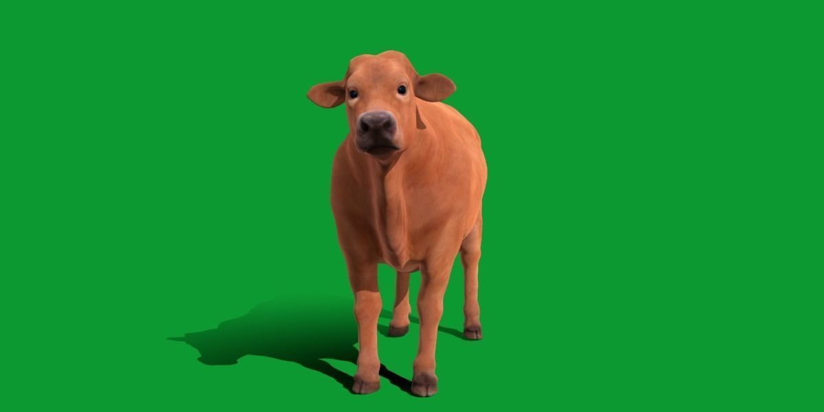 Jersey Cattle Low-poly 3D model_16