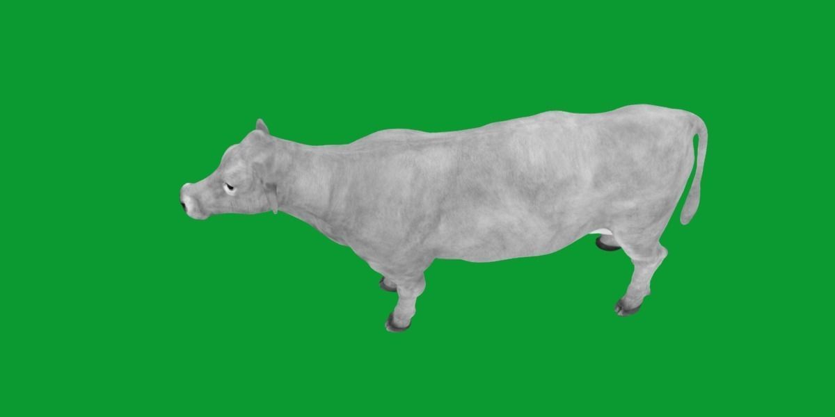 Jersey Cattle Low-poly 3D model_8