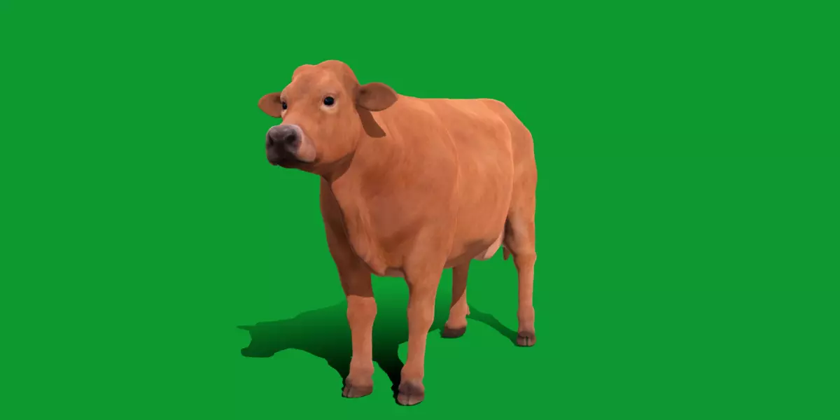 Jersey Cattle Low-poly 3D model_0