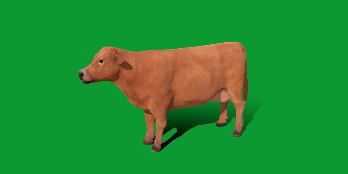 Jersey Cattle Low-poly 3D model_22