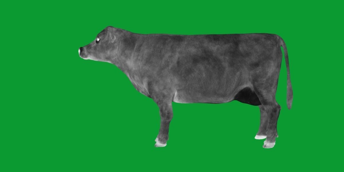 Jersey Cattle Low-poly 3D model_7