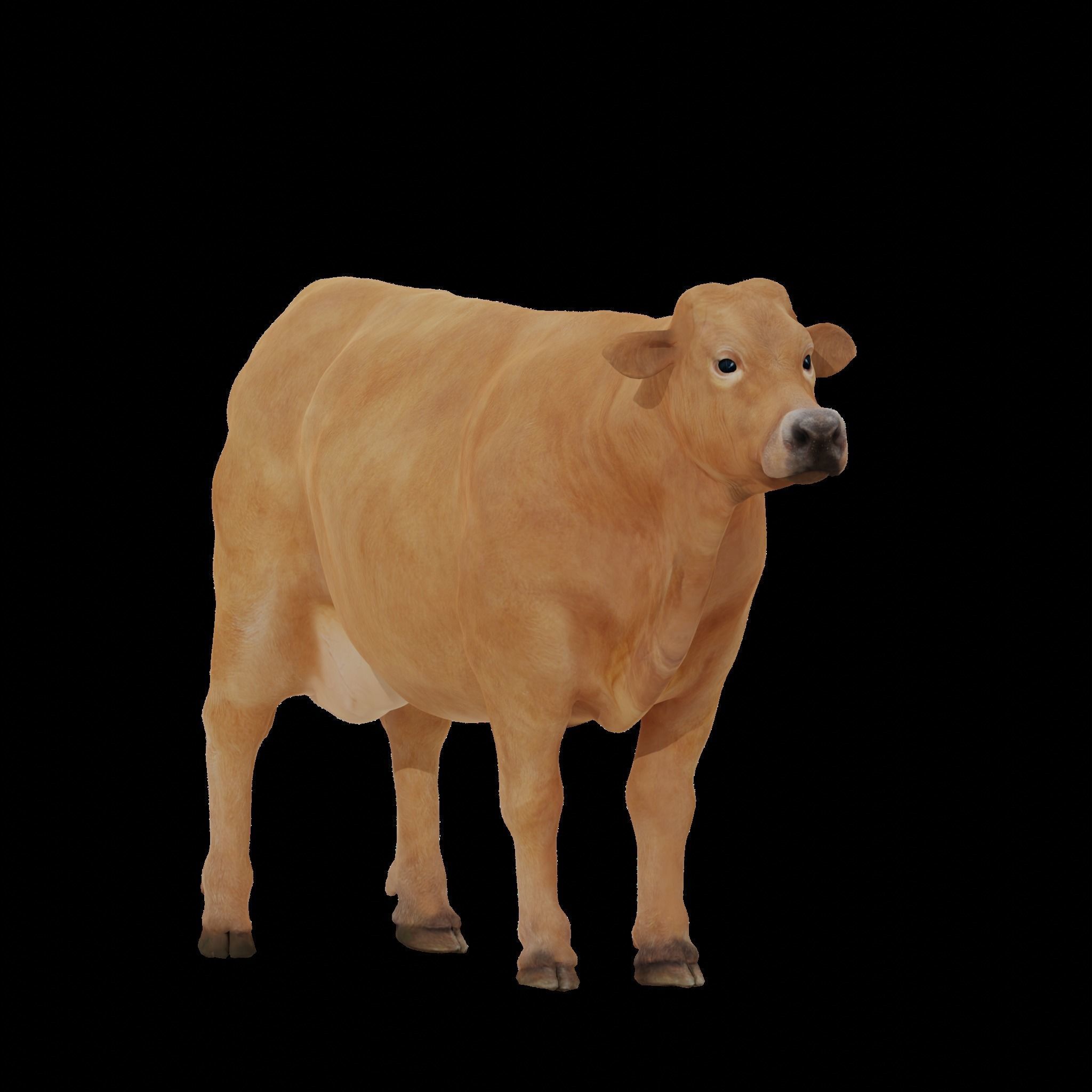 Jersey Cattle Low-poly 3D model_3