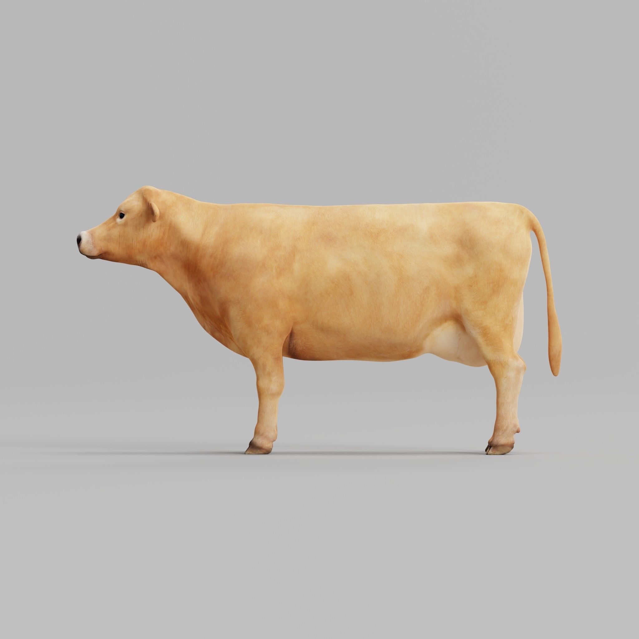 Jersey Cattle Low-poly 3D model_36