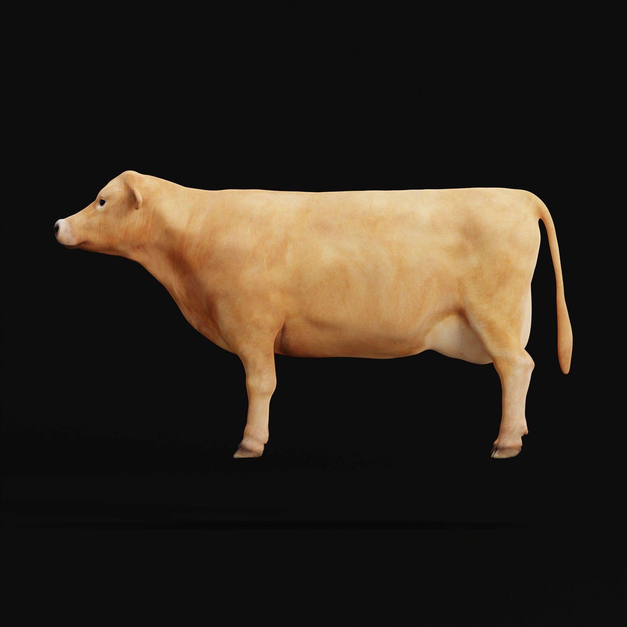 Jersey Cattle Low-poly 3D model_33