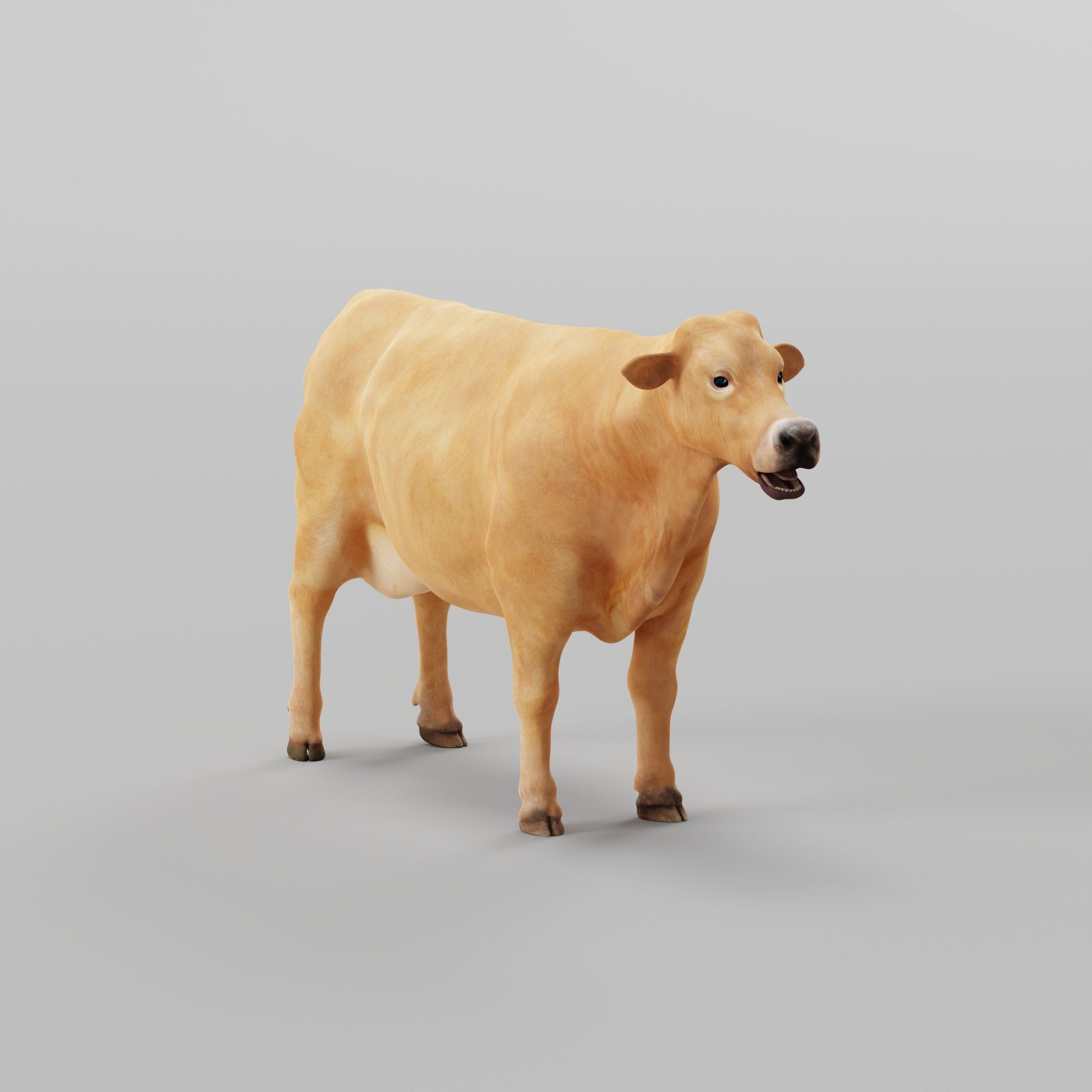 Jersey Cattle Low-poly 3D model_38