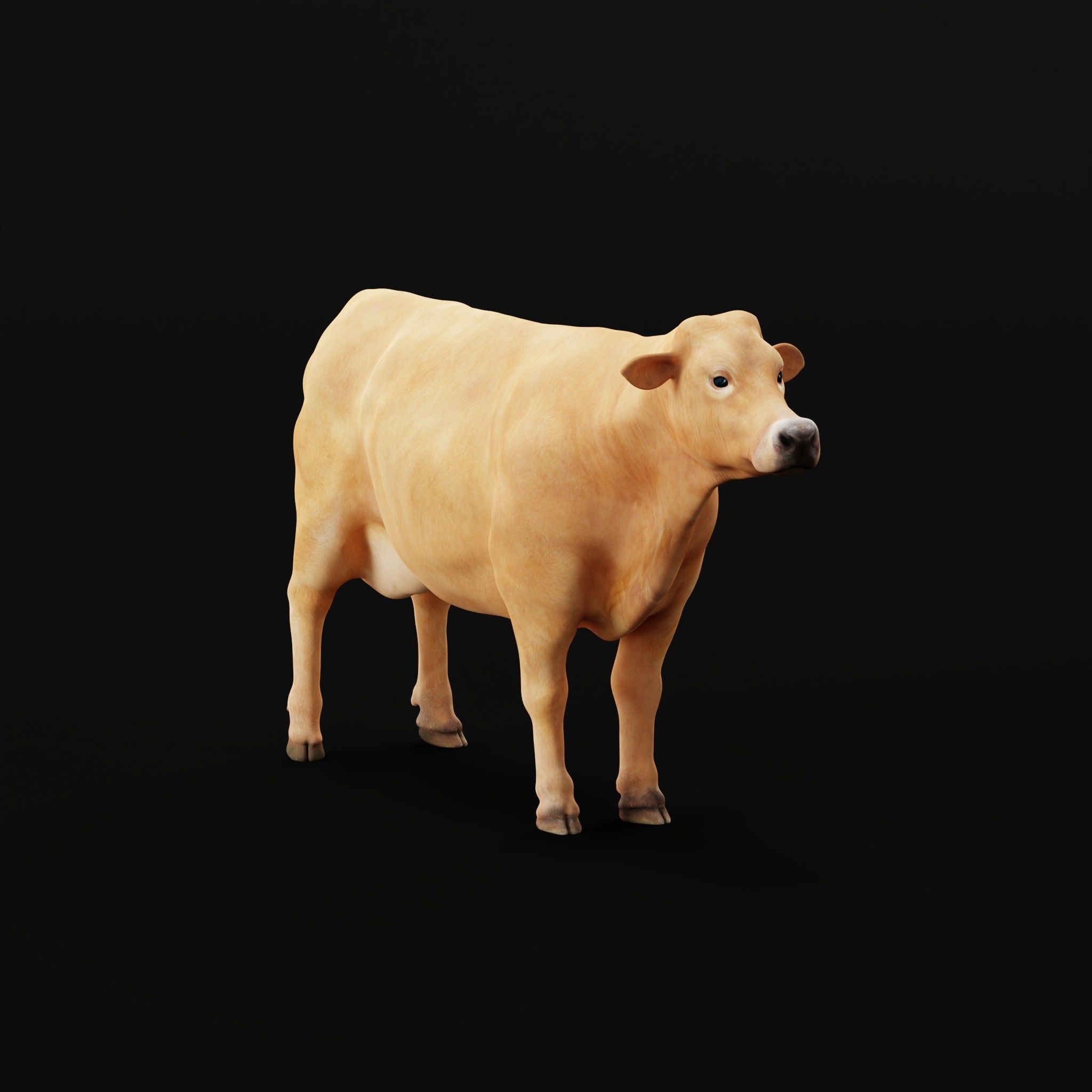 Jersey Cattle Low-poly 3D model_31