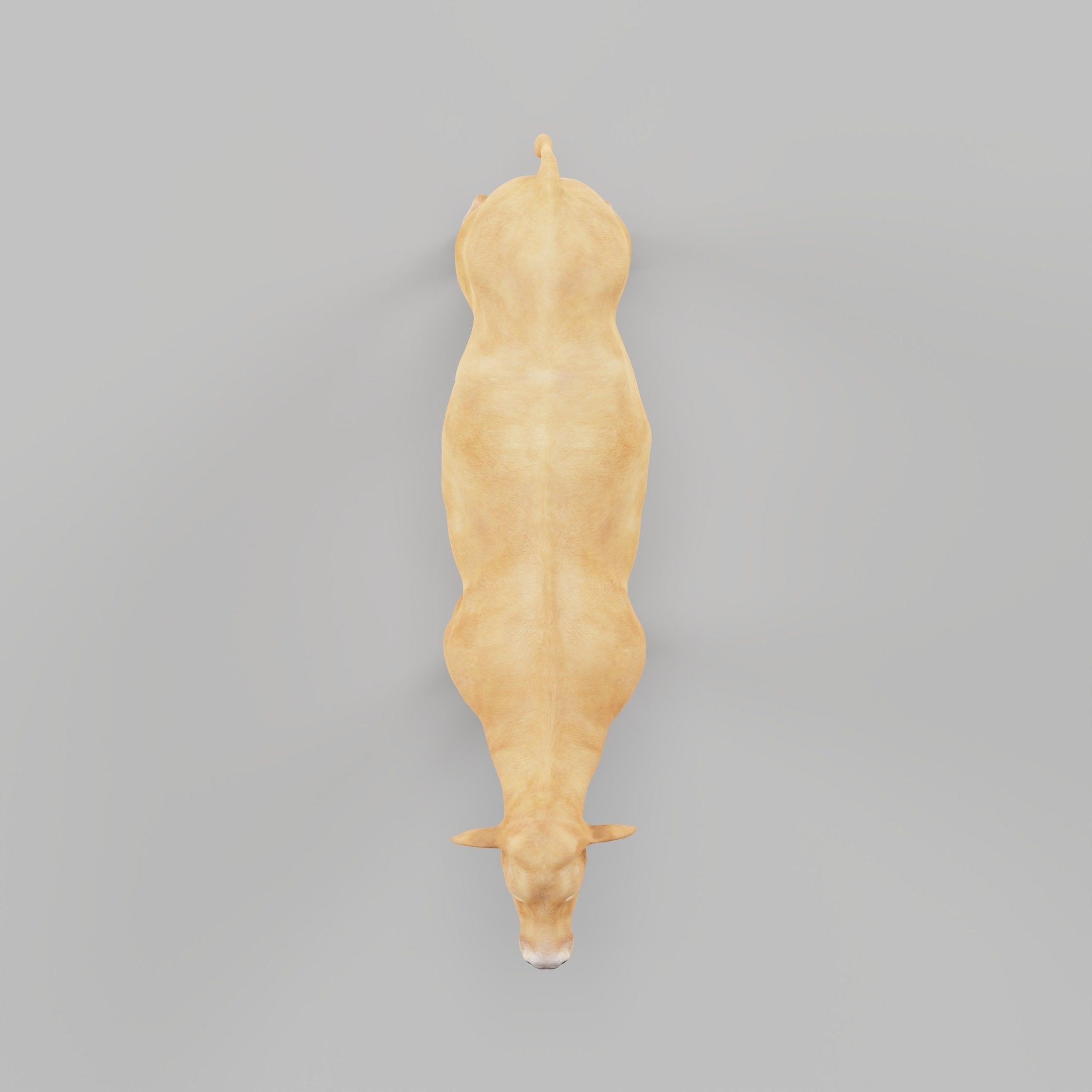 Jersey Cattle Low-poly 3D model_37