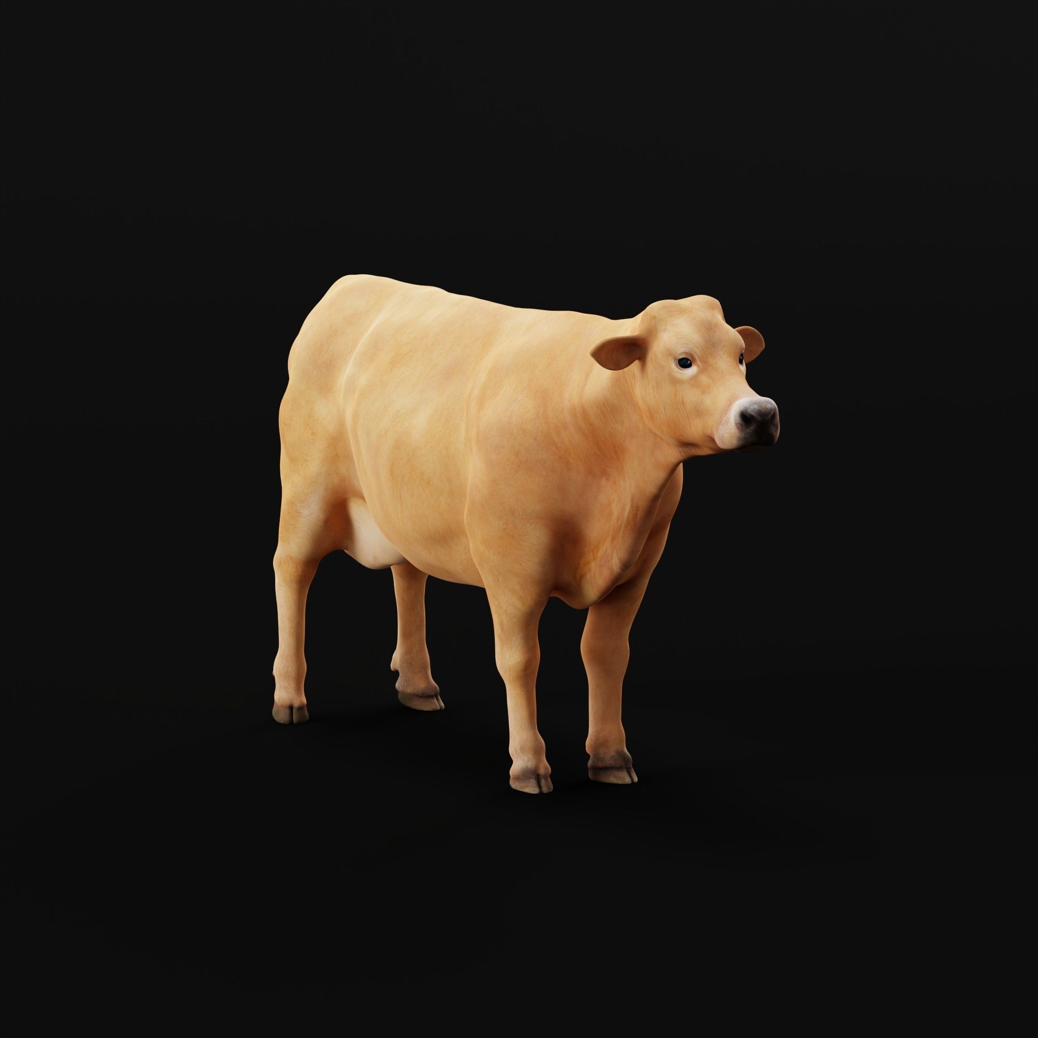 Jersey Cattle Low-poly 3D model_32