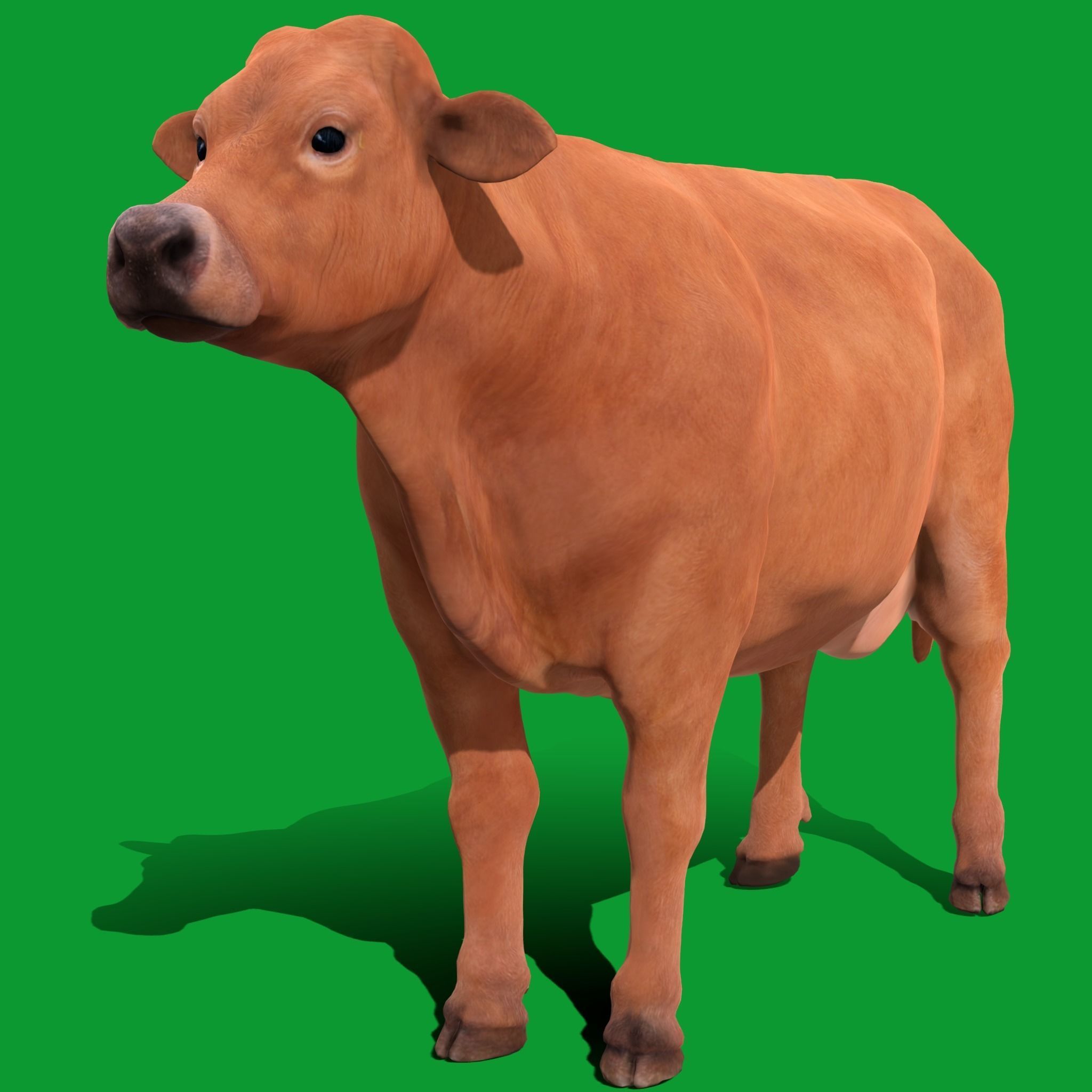Jersey Cattle Low-poly 3D model_20