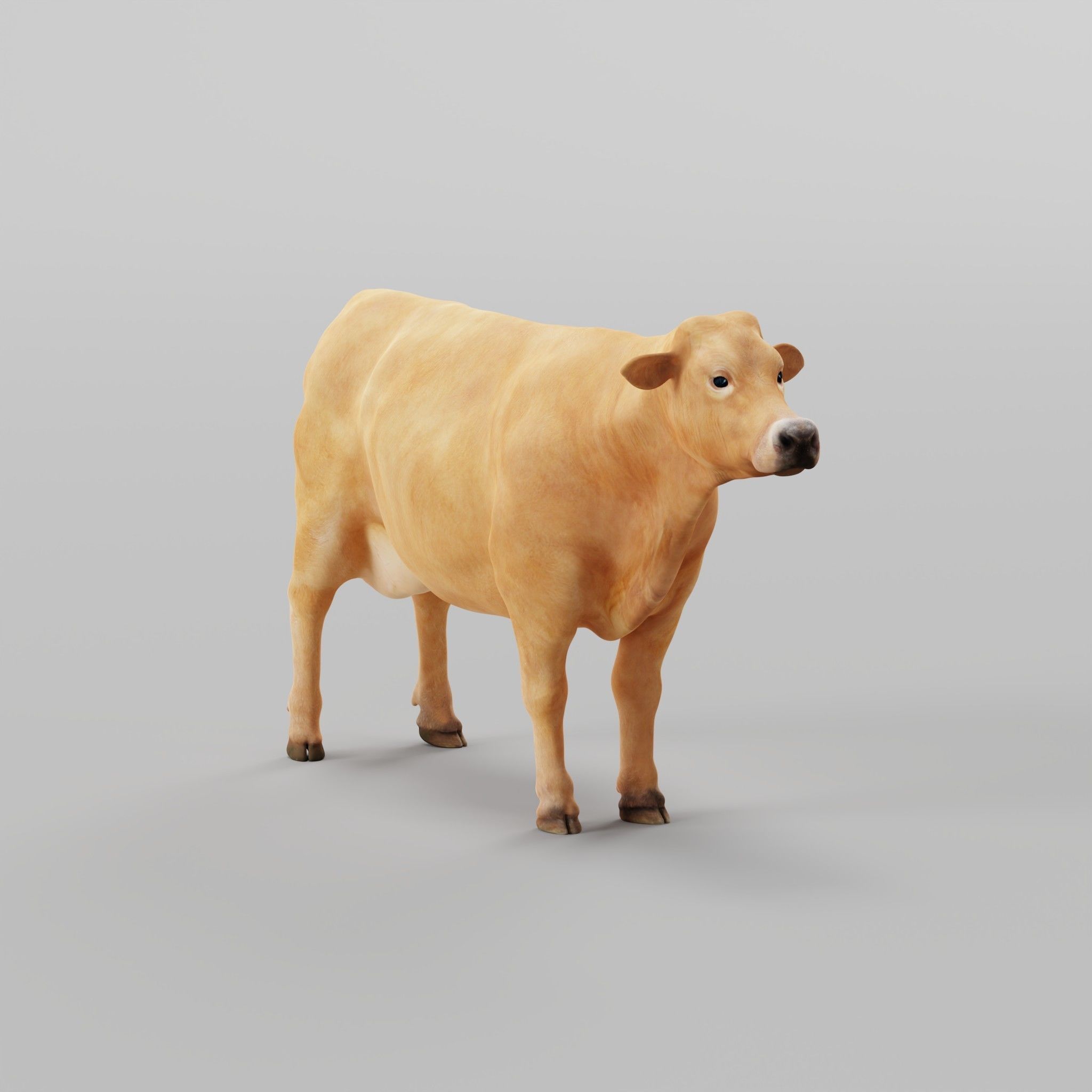 Jersey Cattle Low-poly 3D model_34
