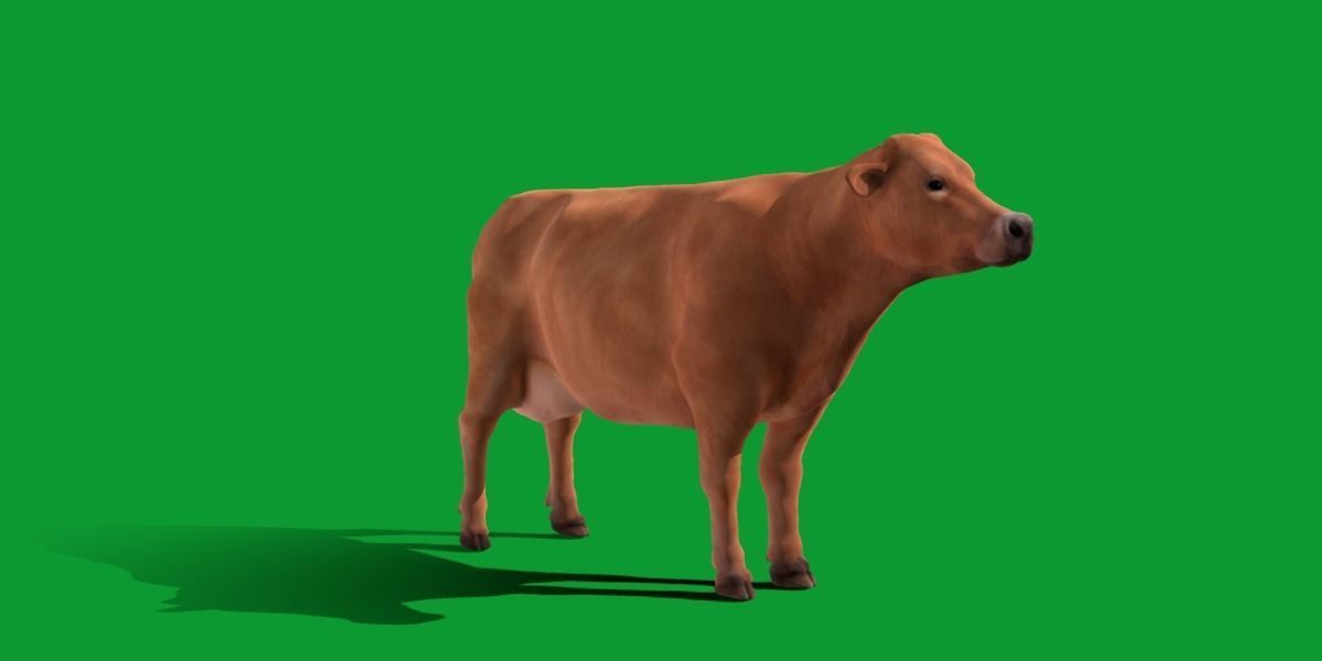 Jersey Cattle Low-poly 3D model_10