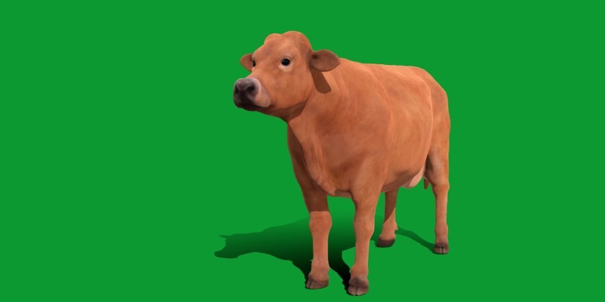 Jersey Cattle Low-poly 3D model_19