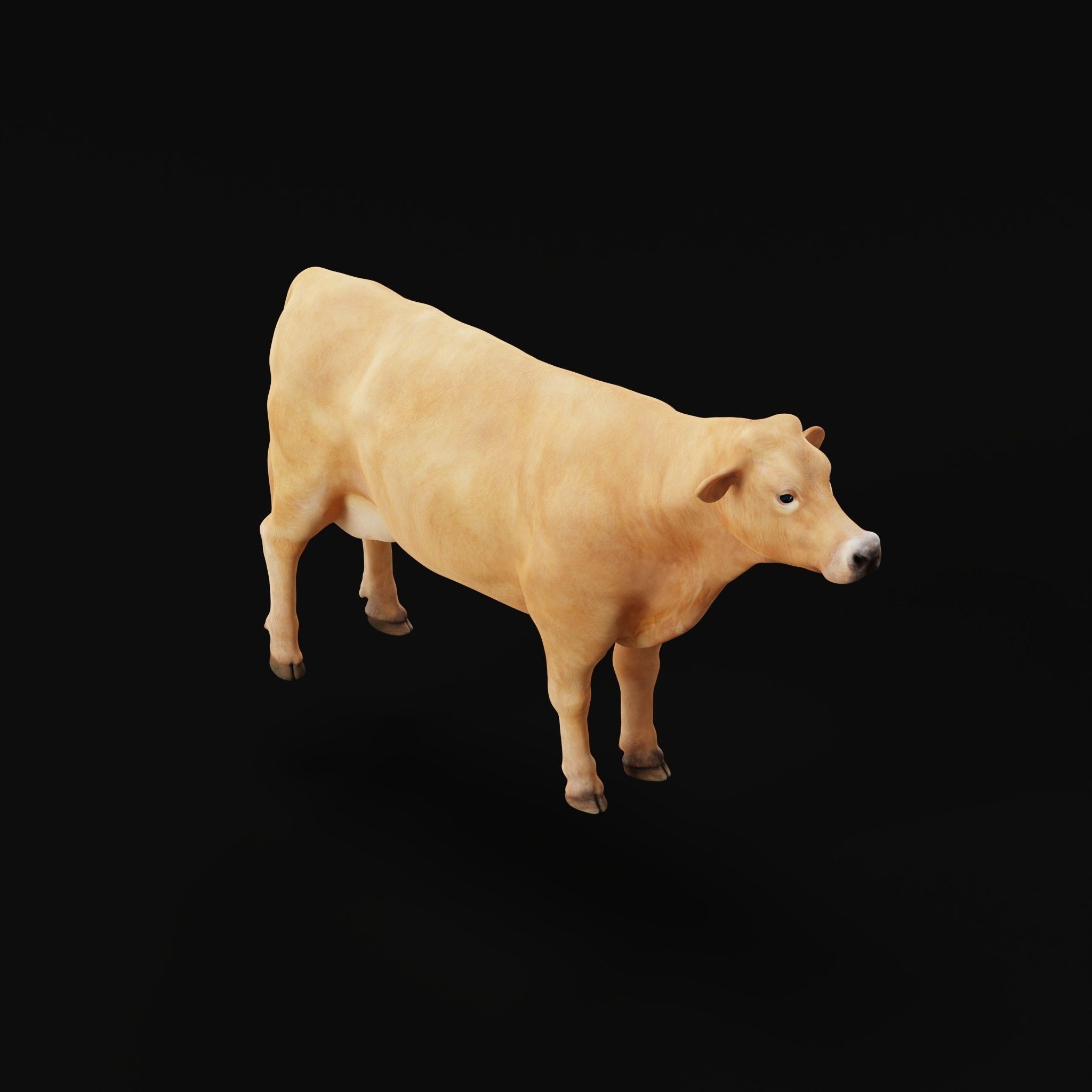 Jersey Cattle Low-poly 3D model_30
