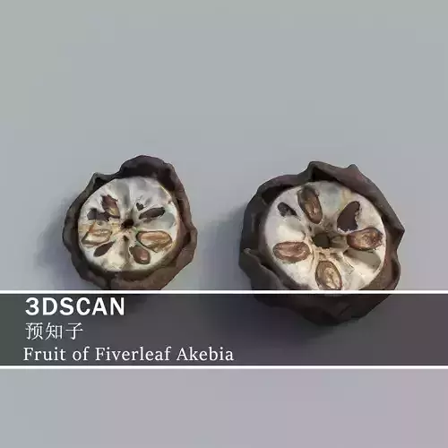 3DSCAN-Traditional Chinese Medicine-Fruit of Fiverleaf Akebia