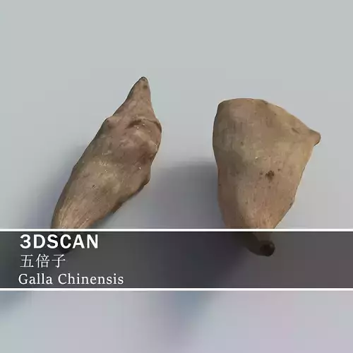 3DSCAN-Traditional Chinese Medicine-Galla Chinensis