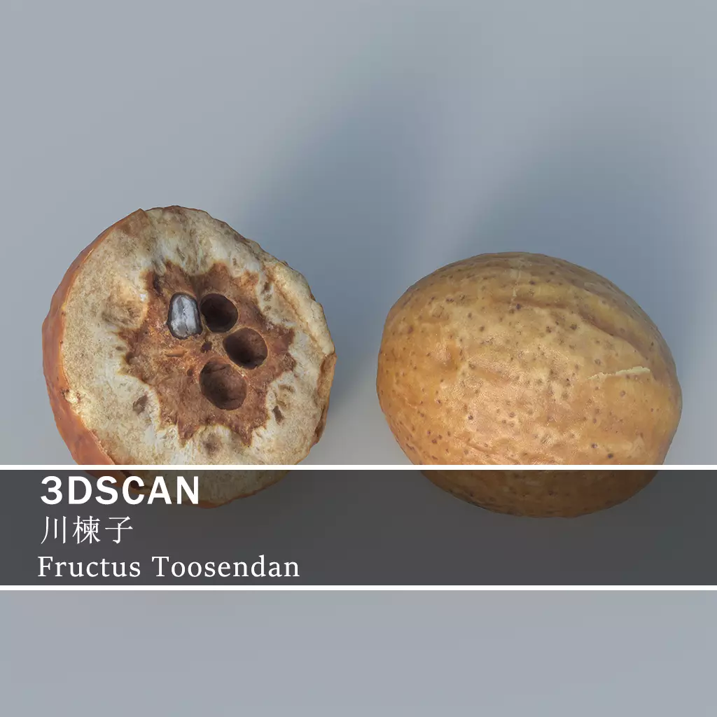 3DSCAN-Traditional Chinese Medicine-Fructus Toosendan Low-poly 3D model_0