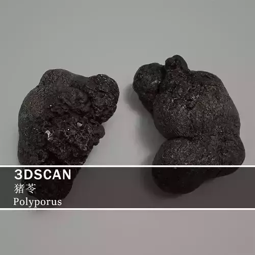 3DSCAN-Traditional Chinese Medicine-Polyporus