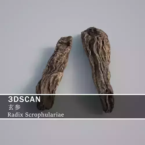 3DSCAN-Traditional Chinese Medicine-Radix Scrophulariae