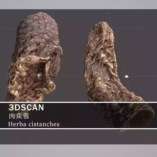 3DSCAN-Traditional Chinese Medicine-Herba cistanches Low-poly 3D model