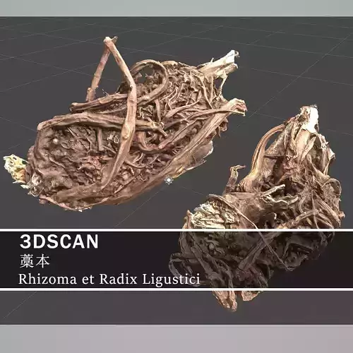 3DSCAN-Traditional Chinese Medicine-Rhizoma et Radix Ligustici Low-poly 3D model