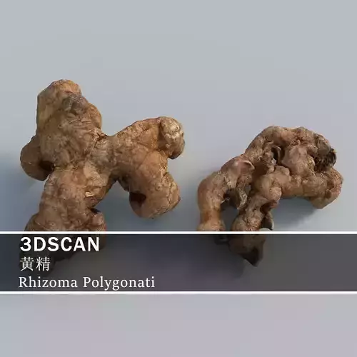 3DSCAN-Traditional Chinese Medicine-Rhizoma Polygonati