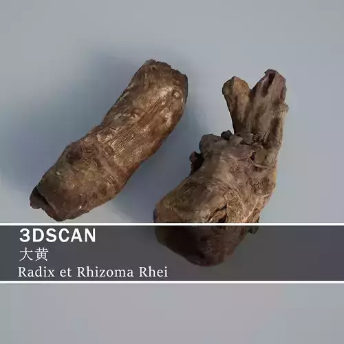3DSCAN-Traditional Chinese Medicine-Radix et Rhizoma Rhei