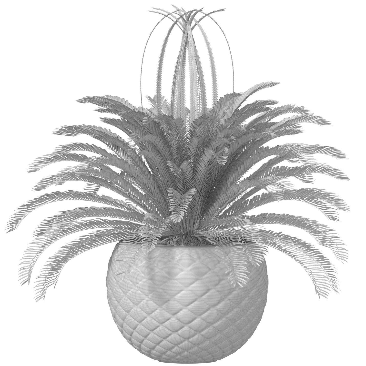 Decorative Evergreen Cycas Palm Tree in modern outdoor flowerpot 3D model_2