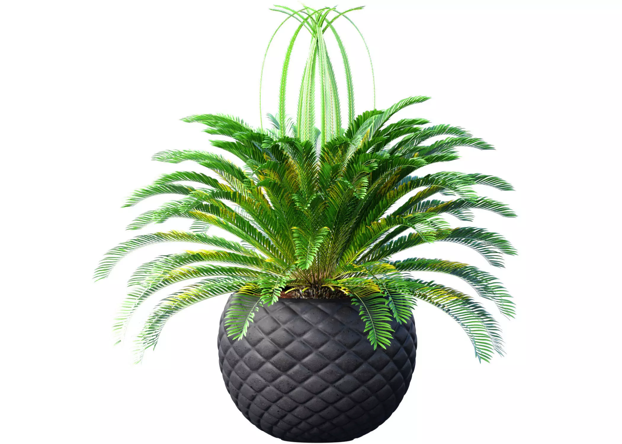 Decorative Evergreen Cycas Palm Tree in modern outdoor flowerpot 3D model_0
