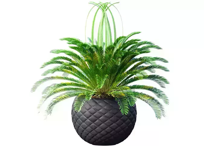 Decorative Evergreen Cycas Palm Tree in modern outdoor flowerpot 3D model