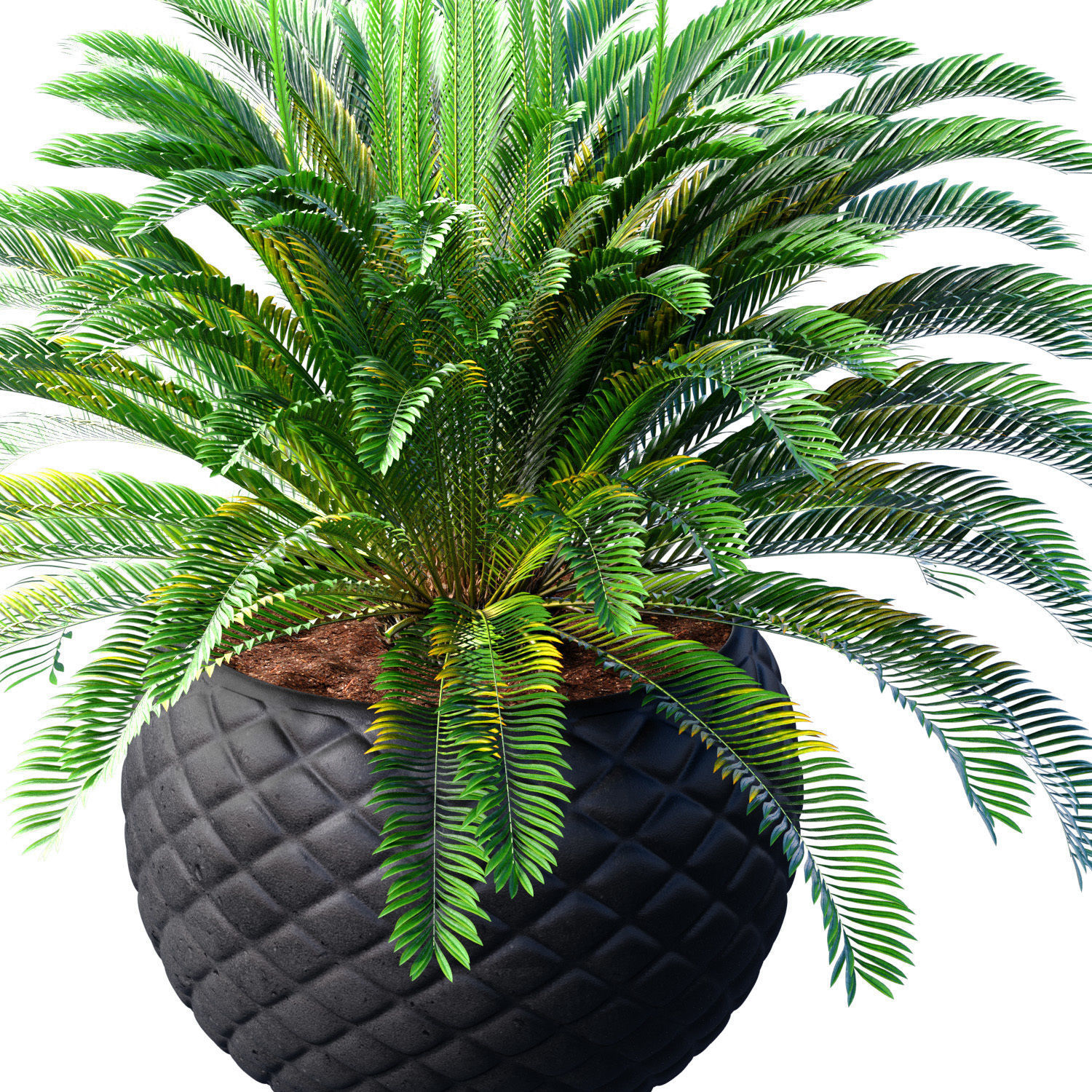 Decorative Evergreen Cycas Palm Tree in modern outdoor flowerpot 3D model_1